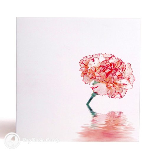 Carnation 3D Pop Up Greeting Card (Standard)
